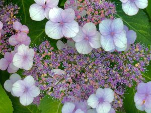 うつ-適応障害 パニック障害 脅迫性神経障害 パーソナリティ障害発達障害 愛着障害不安神経障害 依存性人格障害 自己愛性人格障害 回避性人格障害 統合失調症 双極性うつ障害 出社拒否 不登校いじめ モラスハラスメント パワハラ D V カサンドラ症候群 自律神経失調症 妄想性パーソナリティ障害 不眠症 演技性人格障害 離婚 結婚の問題 子育ての問題 依存症 リストカット 境界性人格障害 美濃市 関市 郡上市 可児市 各務原市 岐阜市 岐南町 瑞穂市 穂積 大垣 美濃加茂市 北方町 神戸町 養老町 海津市 高山市 S K Y P E オンラインカウンセリング ZOOM 国際結婚 YOUTUBE マインドフルネスと心理学の部屋K U M I マインドフルネスメンタルケアフォレスト 心理カウンセラー 森久美子コーチングヒプノセラピー 催眠療法来談者中心療法認知療法 おすすめ 人気 安い 親切 丁寧 信用 信頼 実績