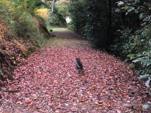 英語対応 セックスレス 帰国子女 名古屋 ストレス 悩み 体調 バランス うつ 適応障害 パニック 脅迫性 神経 パーソナリティ 発達 愛着 不安神経 依存性 自己愛 性 人格 回避性 統合失調症 双極性 出社拒否 不登校 いじめ モラス ハラスメント パワハラ D V カサンドラ 症候群 自律神経失調症 妄想性 パーソナリティ 不眠症 演技性 離婚 結婚 子育 リストカット 境界性 美濃市 関市 郡上市 可児市 各務原市 岐阜市 岐南町 瑞穂市 穂積 大垣 美濃加茂市 北方町 神戸町 養老町 海津市 高山市 SKYPE オンライン カウンセリング ZOOM 国際結婚 YOUTUBE 心理学 KUMI マインドフルネス メンタルケアフォレスト カウンセラー 森久美子 コーチング ヒプノ セラピー 催眠療法 来談者 中心 認知療法 おすすめ 人気 安い 親切 丁寧 信用 信頼 実績