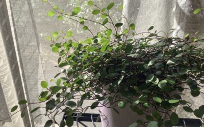 うつ-適応障害 パニック障害 脅迫性神経障害 パーソナリティ障害発達障害 愛着障害不安神経障害 依存性人格障害 自己愛性人格障害 回避性人格障害 統合失調症 双極性うつ障害 出社拒否 不登校いじめ モラスハラスメント パワハラ D V カサンドラ症候群 自律神経失調症 妄想性パーソナリティ障害 不眠症 演技性人格障害 離婚 結婚の問題 子育ての問題 依存症 リストカット 境界性人格障害 美濃市 関市 郡上市 可児市 各務原市 岐阜市 岐南町 瑞穂市 穂積 大垣 美濃加茂市 北方町 神戸町 養老町 海津市 高山市 S K Y P E オンラインカウンセリング ZOOM 国際結婚 YOUTUBE マインドフルネスと心理学の部屋K U M I マインドフルネスメンタルケアフォレスト 心理カウンセラー 森久美子コーチングヒプノセラピー 催眠療法来談者中心療法認知療法 おすすめ 人気 安い 親切 丁寧 信用 信頼 実績