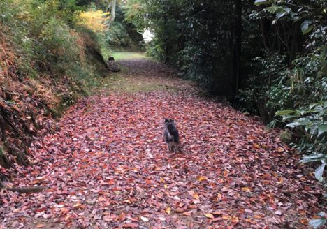 英語対応 セックスレス 帰国子女 名古屋 ストレス 悩み 体調 バランス うつ 適応障害 パニック 脅迫性 神経 パーソナリティ 発達 愛着 不安神経 依存性 自己愛 性 人格 回避性 統合失調症 双極性 出社拒否 不登校 いじめ モラス ハラスメント パワハラ D V カサンドラ 症候群 自律神経失調症 妄想性 パーソナリティ 不眠症 演技性 離婚 結婚 子育 リストカット 境界性 美濃市 関市 郡上市 可児市 各務原市 岐阜市 岐南町 瑞穂市 穂積 大垣 美濃加茂市 北方町 神戸町 養老町 海津市 高山市 SKYPE オンライン カウンセリング ZOOM 国際結婚 YOUTUBE 心理学 KUMI マインドフルネス メンタルケアフォレスト カウンセラー 森久美子 コーチング ヒプノ セラピー 催眠療法 来談者 中心 認知療法 おすすめ 人気 安い 親切 丁寧 信用 信頼 実績