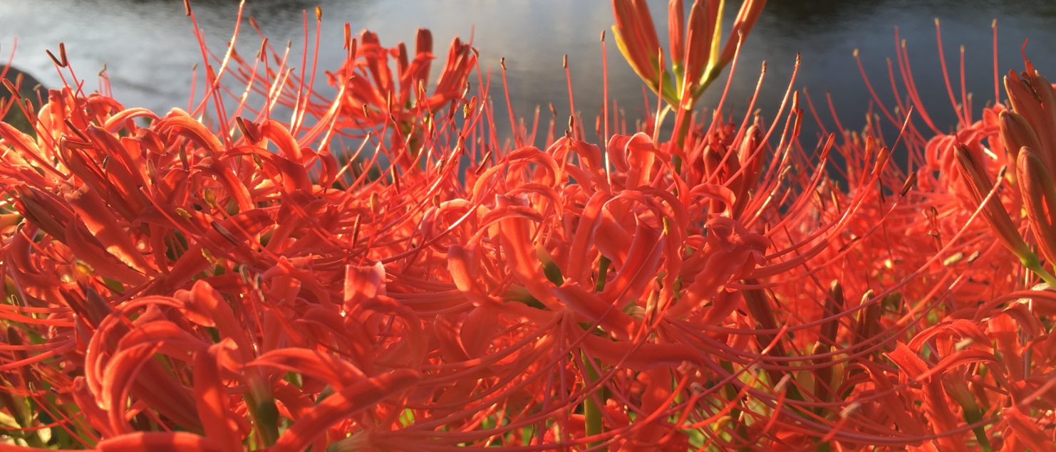 思春期 うつ　奇行 子供 非行 睡眠 障害 気力低下 うそ ひきこもり 不登校 いじめ HSP HSS HSC 悩み 結婚　セックスレス 帰国子女 名古屋 ストレス 悩み 体調 不調 バランス 適応障害 パニック 脅迫性 神経 パーソナリティ 発達 ASD ADHD 愛着 不安神経 依存性 自己愛性 人格 回避性 統合失調症 双極性鬱　出社拒否 モラス ハラスメント パワハラ DV カサンドラ 症候群 自律神経失調症 妄想性 パーソナリティ 不眠症 演技性 離婚 結婚 子育て リストカット 境界性 美濃市 関市 郡上市 可児市 各務原市 岐阜市 岐南町 瑞穂市 穂積 大垣 美濃加茂市 北方町 神戸町 養老町 海津市 高山市 名古屋市 多治見市 SKYPE オンライン カウンセリング ZOOM 国際結婚 YOUTUBE 心理学 KUMI マインドフルネス メンタルケアフォレスト カウンセラー 森久美子 コーチング ヒプノ セラピー 催眠療法 来談者 中心 認知療法 マインドフルネス おすすめ 人気 安い 親切 丁寧 信用 信頼 実績