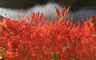 思春期 うつ　奇行 子供 非行 睡眠 障害 気力低下 うそ ひきこもり 不登校 いじめ HSP HSS HSC 悩み 結婚　セックスレス 帰国子女 名古屋 ストレス 悩み 体調 不調 バランス 適応障害 パニック 脅迫性 神経 パーソナリティ 発達 ASD ADHD 愛着 不安神経 依存性 自己愛性 人格 回避性 統合失調症 双極性鬱　出社拒否 モラス ハラスメント パワハラ DV カサンドラ 症候群 自律神経失調症 妄想性 パーソナリティ 不眠症 演技性 離婚 結婚 子育て リストカット 境界性 美濃市 関市 郡上市 可児市 各務原市 岐阜市 岐南町 瑞穂市 穂積 大垣 美濃加茂市 北方町 神戸町 養老町 海津市 高山市 名古屋市 多治見市 SKYPE オンライン カウンセリング ZOOM 国際結婚 YOUTUBE 心理学 KUMI マインドフルネス メンタルケアフォレスト カウンセラー 森久美子 コーチング ヒプノ セラピー 催眠療法 来談者 中心 認知療法 マインドフルネス おすすめ 人気 安い 親切 丁寧 信用 信頼 実績