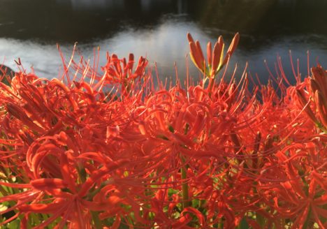 思春期 うつ　奇行 子供 非行 睡眠 障害 気力低下 うそ ひきこもり 不登校 いじめ HSP HSS HSC 悩み 結婚　セックスレス 帰国子女 名古屋 ストレス 悩み 体調 不調 バランス 適応障害 パニック 脅迫性 神経 パーソナリティ 発達 ASD ADHD 愛着 不安神経 依存性 自己愛性 人格 回避性 統合失調症 双極性鬱　出社拒否 モラス ハラスメント パワハラ DV カサンドラ 症候群 自律神経失調症 妄想性 パーソナリティ 不眠症 演技性 離婚 結婚 子育て リストカット 境界性 美濃市 関市 郡上市 可児市 各務原市 岐阜市 岐南町 瑞穂市 穂積 大垣 美濃加茂市 北方町 神戸町 養老町 海津市 高山市 名古屋市 多治見市 SKYPE オンライン カウンセリング ZOOM 国際結婚 YOUTUBE 心理学 KUMI マインドフルネス メンタルケアフォレスト カウンセラー 森久美子 コーチング ヒプノ セラピー 催眠療法 来談者 中心 認知療法 マインドフルネス おすすめ 人気 安い 親切 丁寧 信用 信頼 実績