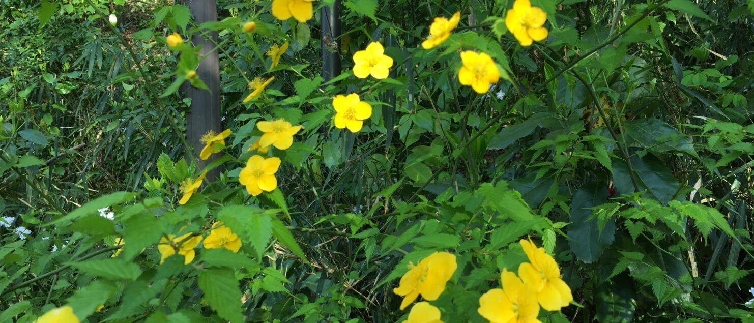 うつ-適応障害 パニック障害 脅迫性神経障害 パーソナリティ障害発達障害 愛着障害不安神経障害 依存性人格障害 自己愛性人格障害 回避性人格障害 統合失調症 双極性うつ障害 出社拒否 不登校いじめ モラスハラスメント パワハラ D V カサンドラ症候群 自律神経失調症 妄想性パーソナリティ障害 不眠症 演技性人格障害 離婚 結婚の問題 子育ての問題 依存症 リストカット 境界性人格障害 美濃市 関市 郡上市 可児市 各務原市 岐阜市 岐南町 瑞穂市 穂積 大垣 美濃加茂市 北方町 神戸町 養老町 海津市 高山市 S K Y P E オンラインカウンセリング ZOOM 国際結婚 YOUTUBE マインドフルネスと心理学の部屋K U M I マインドフルネスメンタルケアフォレスト 心理カウンセラー 森久美子コーチングヒプノセラピー 催眠療法来談者中心療法認知療法 おすすめ 人気 安い 親切 丁寧 信用 信頼 実績