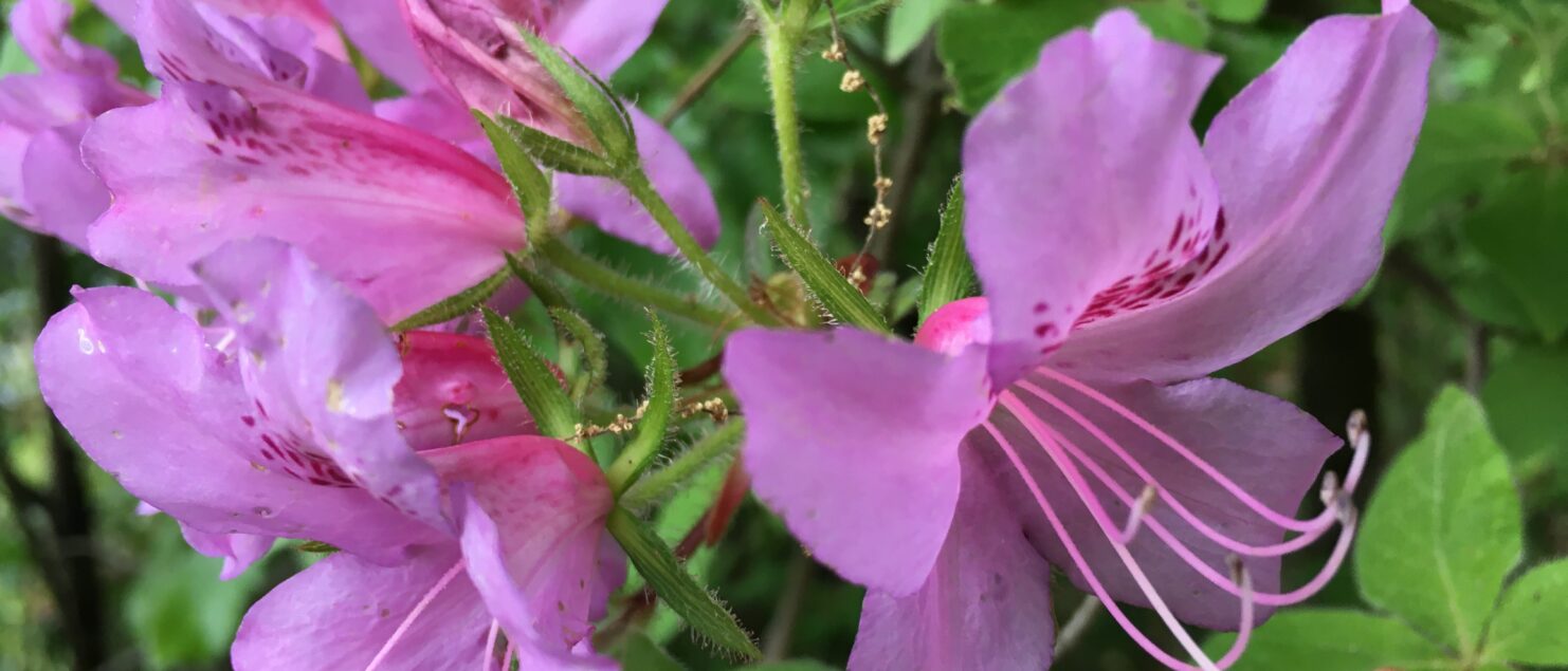 うつ-適応障害 パニック障害 脅迫性神経障害 パーソナリティ障害発達障害 愛着障害不安神経障害 依存性人格障害 自己愛性人格障害 回避性人格障害 統合失調症 双極性うつ障害 出社拒否 不登校いじめ モラスハラスメント パワハラ D V カサンドラ症候群 自律神経失調症 妄想性パーソナリティ障害 不眠症 演技性人格障害 離婚 結婚の問題 子育ての問題 依存症 リストカット 境界性人格障害 美濃市 関市 郡上市 可児市 各務原市 岐阜市 岐南町 瑞穂市 穂積 大垣 美濃加茂市 北方町 神戸町 養老町 海津市 高山市 S K Y P E オンラインカウンセリング ZOOM 国際結婚 YOUTUBE マインドフルネスと心理学の部屋K U M I マインドフルネスメンタルケアフォレスト 心理カウンセラー 森久美子コーチングヒプノセラピー 催眠療法来談者中心療法認知療法 おすすめ 人気 安い 親切 丁寧 信用 信頼 実績