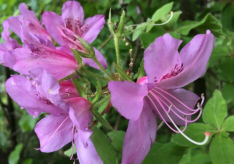 うつ-適応障害 パニック障害 脅迫性神経障害 パーソナリティ障害発達障害 愛着障害不安神経障害 依存性人格障害 自己愛性人格障害 回避性人格障害 統合失調症 双極性うつ障害 出社拒否 不登校いじめ モラスハラスメント パワハラ D V カサンドラ症候群 自律神経失調症 妄想性パーソナリティ障害 不眠症 演技性人格障害 離婚 結婚の問題 子育ての問題 依存症 リストカット 境界性人格障害 美濃市 関市 郡上市 可児市 各務原市 岐阜市 岐南町 瑞穂市 穂積 大垣 美濃加茂市 北方町 神戸町 養老町 海津市 高山市 S K Y P E オンラインカウンセリング ZOOM 国際結婚 YOUTUBE マインドフルネスと心理学の部屋K U M I マインドフルネスメンタルケアフォレスト 心理カウンセラー 森久美子コーチングヒプノセラピー 催眠療法来談者中心療法認知療法 おすすめ 人気 安い 親切 丁寧 信用 信頼 実績