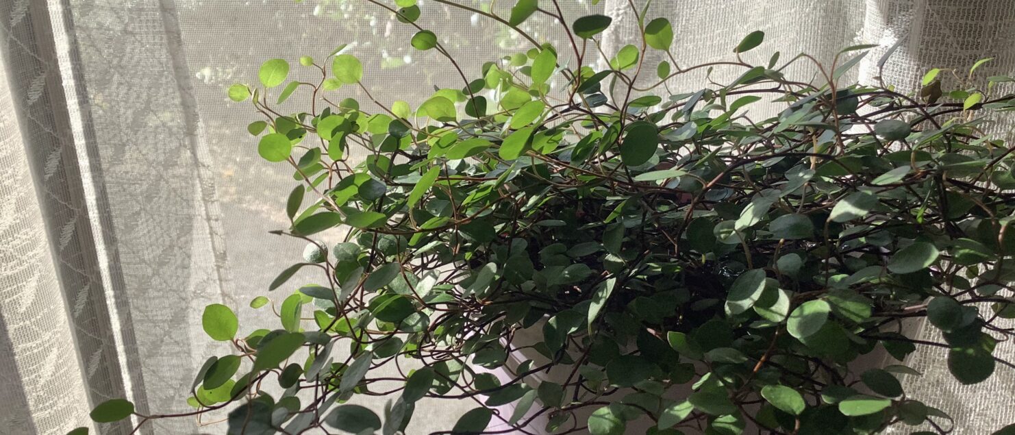 うつ-適応障害 パニック障害 脅迫性神経障害 パーソナリティ障害発達障害 愛着障害不安神経障害 依存性人格障害 自己愛性人格障害 回避性人格障害 統合失調症 双極性うつ障害 出社拒否 不登校いじめ モラスハラスメント パワハラ D V カサンドラ症候群 自律神経失調症 妄想性パーソナリティ障害 不眠症 演技性人格障害 離婚 結婚の問題 子育ての問題 依存症 リストカット 境界性人格障害 美濃市 関市 郡上市 可児市 各務原市 岐阜市 岐南町 瑞穂市 穂積 大垣 美濃加茂市 北方町 神戸町 養老町 海津市 高山市 S K Y P E オンラインカウンセリング ZOOM 国際結婚 YOUTUBE マインドフルネスと心理学の部屋K U M I マインドフルネスメンタルケアフォレスト 心理カウンセラー 森久美子コーチングヒプノセラピー 催眠療法来談者中心療法認知療法 おすすめ 人気 安い 親切 丁寧 信用 信頼 実績