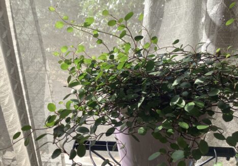 うつ-適応障害 パニック障害 脅迫性神経障害 パーソナリティ障害発達障害 愛着障害不安神経障害 依存性人格障害 自己愛性人格障害 回避性人格障害 統合失調症 双極性うつ障害 出社拒否 不登校いじめ モラスハラスメント パワハラ D V カサンドラ症候群 自律神経失調症 妄想性パーソナリティ障害 不眠症 演技性人格障害 離婚 結婚の問題 子育ての問題 依存症 リストカット 境界性人格障害 美濃市 関市 郡上市 可児市 各務原市 岐阜市 岐南町 瑞穂市 穂積 大垣 美濃加茂市 北方町 神戸町 養老町 海津市 高山市 S K Y P E オンラインカウンセリング ZOOM 国際結婚 YOUTUBE マインドフルネスと心理学の部屋K U M I マインドフルネスメンタルケアフォレスト 心理カウンセラー 森久美子コーチングヒプノセラピー 催眠療法来談者中心療法認知療法 おすすめ 人気 安い 親切 丁寧 信用 信頼 実績