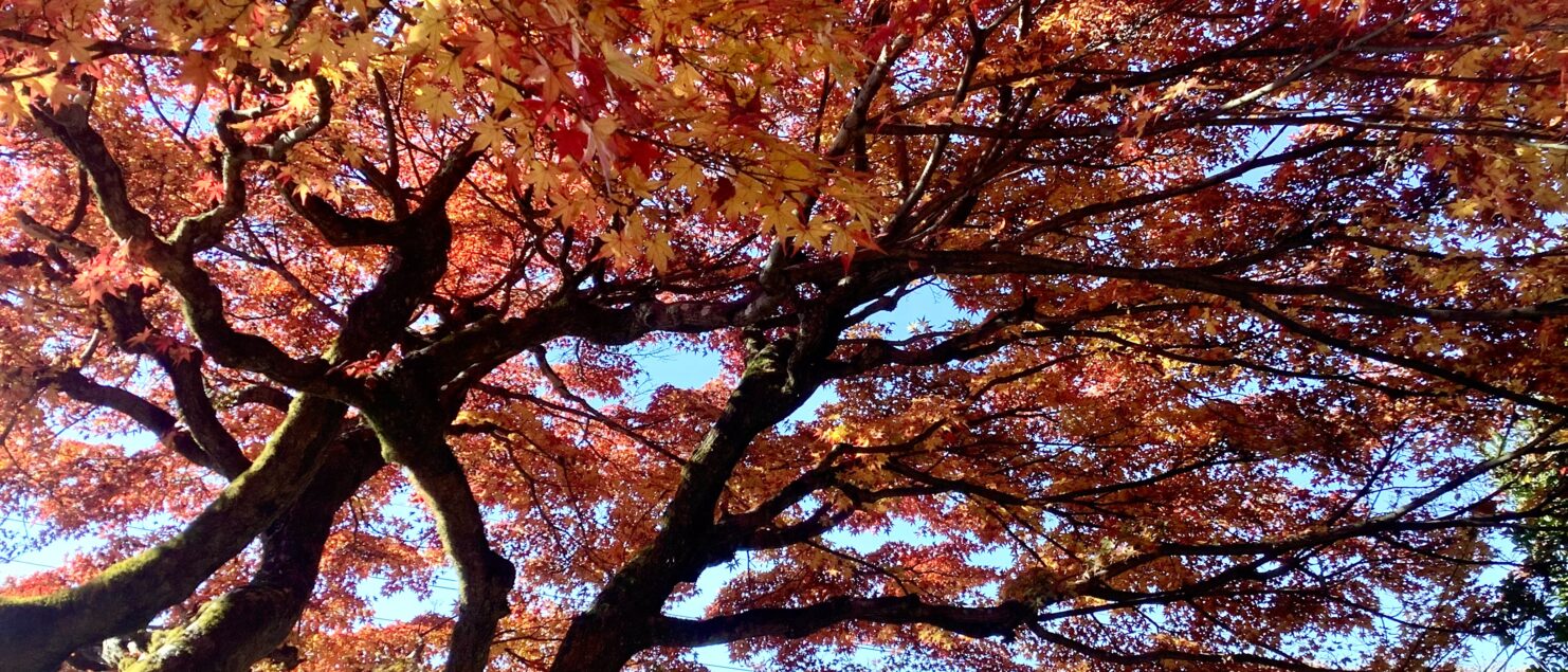 うつ-適応障害 パニック障害 脅迫性神経障害 パーソナリティ障害発達障害 愛着障害不安神経障害 依存性人格障害 自己愛性人格障害 回避性人格障害 統合失調症 双極性うつ障害 出社拒否 不登校いじめ モラスハラスメント パワハラ D V カサンドラ症候群 自律神経失調症 妄想性パーソナリティ障害 不眠症 演技性人格障害 離婚 結婚の問題 子育ての問題 依存症 リストカット 境界性人格障害 美濃市 関市 郡上市 可児市 各務原市 岐阜市 岐南町 瑞穂市 穂積 大垣 美濃加茂市 北方町 神戸町 養老町 海津市 高山市 S K Y P E オンラインカウンセリング ZOOM 国際結婚 YOUTUBE マインドフルネスと心理学の部屋K U M I マインドフルネスメンタルケアフォレスト 心理カウンセラー 森久美子コーチングヒプノセラピー 催眠療法来談者中心療法認知療法 おすすめ 人気 安い 親切 丁寧 信用 信頼 実績