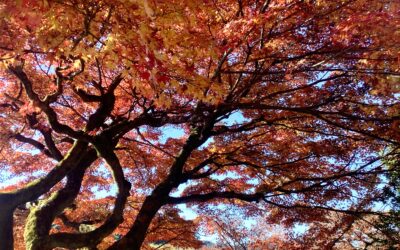 うつ-適応障害 パニック障害 脅迫性神経障害 パーソナリティ障害発達障害 愛着障害不安神経障害 依存性人格障害 自己愛性人格障害 回避性人格障害 統合失調症 双極性うつ障害 出社拒否 不登校いじめ モラスハラスメント パワハラ D V カサンドラ症候群 自律神経失調症 妄想性パーソナリティ障害 不眠症 演技性人格障害 離婚 結婚の問題 子育ての問題 依存症 リストカット 境界性人格障害 美濃市 関市 郡上市 可児市 各務原市 岐阜市 岐南町 瑞穂市 穂積 大垣 美濃加茂市 北方町 神戸町 養老町 海津市 高山市 S K Y P E オンラインカウンセリング ZOOM 国際結婚 YOUTUBE マインドフルネスと心理学の部屋K U M I マインドフルネスメンタルケアフォレスト 心理カウンセラー 森久美子コーチングヒプノセラピー 催眠療法来談者中心療法認知療法 おすすめ 人気 安い 親切 丁寧 信用 信頼 実績
