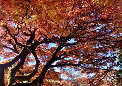 うつ-適応障害 パニック障害 脅迫性神経障害 パーソナリティ障害発達障害 愛着障害不安神経障害 依存性人格障害 自己愛性人格障害 回避性人格障害 統合失調症 双極性うつ障害 出社拒否 不登校いじめ モラスハラスメント パワハラ D V カサンドラ症候群 自律神経失調症 妄想性パーソナリティ障害 不眠症 演技性人格障害 離婚 結婚の問題 子育ての問題 依存症 リストカット 境界性人格障害 美濃市 関市 郡上市 可児市 各務原市 岐阜市 岐南町 瑞穂市 穂積 大垣 美濃加茂市 北方町 神戸町 養老町 海津市 高山市 S K Y P E オンラインカウンセリング ZOOM 国際結婚 YOUTUBE マインドフルネスと心理学の部屋K U M I マインドフルネスメンタルケアフォレスト 心理カウンセラー 森久美子コーチングヒプノセラピー 催眠療法来談者中心療法認知療法 おすすめ 人気 安い 親切 丁寧 信用 信頼 実績