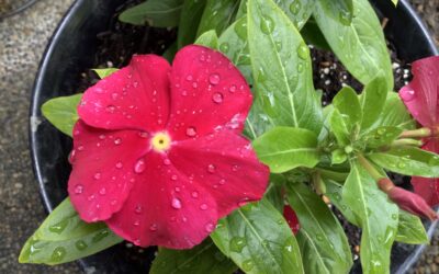 思春期 うつ　奇行 子供 非行 睡眠 障害 気力低下 うそ ひきこもり 不登校 いじめ HSP HSS HSC 悩み 結婚　セックスレス 帰国子女 名古屋 ストレス 悩み 体調 不調 バランス 適応障害 パニック 脅迫性 神経 パーソナリティ 発達 ASD ADHD 愛着 不安神経 依存性 自己愛性 人格 回避性 統合失調症 双極性鬱　出社拒否 モラス ハラスメント パワハラ DV カサンドラ 症候群 自律神経失調症 妄想性 パーソナリティ 不眠症 演技性 離婚 結婚 子育て リストカット 境界性 美濃市 関市 郡上市 可児市 各務原市 岐阜市 岐南町 瑞穂市 穂積 大垣 美濃加茂市 北方町 神戸町 養老町 海津市 高山市 名古屋市 多治見市 SKYPE オンライン カウンセリング ZOOM 国際結婚 YOUTUBE 心理学 KUMI マインドフルネス メンタルケアフォレスト カウンセラー 森久美子 コーチング ヒプノ セラピー 催眠療法 来談者 中心 認知療法 マインドフルネス おすすめ 人気 安い 親切 丁寧 信用 信頼 実績