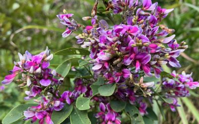 思春期 うつ　奇行 子供 非行 睡眠 障害 気力低下 うそ ひきこもり 不登校 いじめ HSP HSS HSC 悩み 結婚　セックスレス 帰国子女 名古屋 ストレス 悩み 体調 不調 バランス 適応障害 パニック 脅迫性 神経 パーソナリティ 発達 ASD ADHD 愛着 不安神経 依存性 自己愛性 人格 回避性 統合失調症 双極性鬱　出社拒否 モラス ハラスメント パワハラ DV カサンドラ 症候群 自律神経失調症 妄想性 パーソナリティ 不眠症 演技性 離婚 結婚 子育て リストカット 境界性 美濃市 関市 郡上市 可児市 各務原市 岐阜市 岐南町 瑞穂市 穂積 大垣 美濃加茂市 北方町 神戸町 養老町 海津市 高山市 名古屋市 多治見市 SKYPE オンライン カウンセリング ZOOM 国際結婚 YOUTUBE 心理学 KUMI マインドフルネス メンタルケアフォレスト カウンセラー 森久美子 コーチング ヒプノ セラピー 催眠療法 来談者 中心 認知療法 マインドフルネス おすすめ 人気 安い 親切 丁寧 信用 信頼 実績