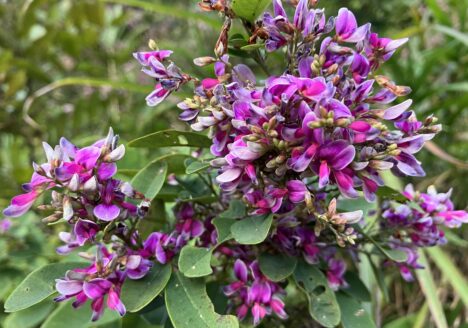 思春期 うつ　奇行 子供 非行 睡眠 障害 気力低下 うそ ひきこもり 不登校 いじめ HSP HSS HSC 悩み 結婚　セックスレス 帰国子女 名古屋 ストレス 悩み 体調 不調 バランス 適応障害 パニック 脅迫性 神経 パーソナリティ 発達 ASD ADHD 愛着 不安神経 依存性 自己愛性 人格 回避性 統合失調症 双極性鬱　出社拒否 モラス ハラスメント パワハラ DV カサンドラ 症候群 自律神経失調症 妄想性 パーソナリティ 不眠症 演技性 離婚 結婚 子育て リストカット 境界性 美濃市 関市 郡上市 可児市 各務原市 岐阜市 岐南町 瑞穂市 穂積 大垣 美濃加茂市 北方町 神戸町 養老町 海津市 高山市 名古屋市 多治見市 SKYPE オンライン カウンセリング ZOOM 国際結婚 YOUTUBE 心理学 KUMI マインドフルネス メンタルケアフォレスト カウンセラー 森久美子 コーチング ヒプノ セラピー 催眠療法 来談者 中心 認知療法 マインドフルネス おすすめ 人気 安い 親切 丁寧 信用 信頼 実績