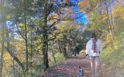 思春期 うつ　奇行 子供 非行 睡眠 障害 気力低下 うそ ひきこもり 不登校 いじめ HSP HSS HSC 悩み 結婚　セックスレス 帰国子女 名古屋 ストレス 悩み 体調 不調 バランス 適応障害 パニック 脅迫性 神経 パーソナリティ 発達 ASD ADHD 愛着 不安神経 依存性 自己愛性 人格 回避性 統合失調症 双極性鬱　出社拒否 モラス ハラスメント パワハラ DV カサンドラ 症候群 自律神経　失調症 妄想性 人格障害 不眠症 演技性 離婚 結婚 子育て リストカット 境界性 美濃市 関市 郡上市 可児市 各務原市 岐阜市 岐南町 瑞穂市 穂積 大垣 美濃加茂市 北方町 神戸町 養老町 海津市 高山市 名古屋市 多治見市 SKYPE オンライン カウンセリング ZOOM 国際結婚 YOUTUBE 心理学 KUMI マインドフルネス メンタルケアフォレスト カウンセラー 森久美子 コーチング ヒプノ セラピー 催眠療法 来談者 中心 認知療法 マインドフルネス おすすめ 人気 安い 親切 丁寧 信用 信頼 実績